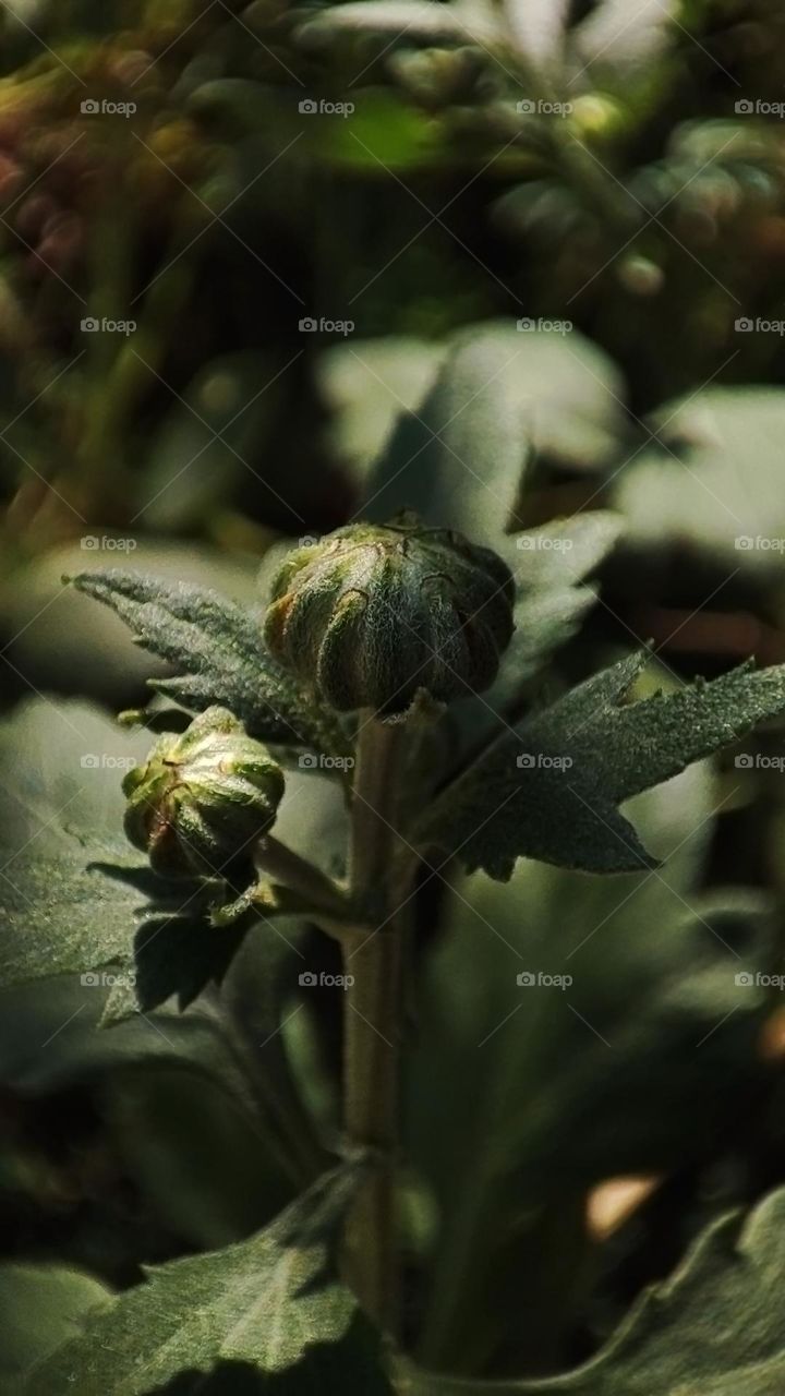 Macro photo of green grass growing in the garden