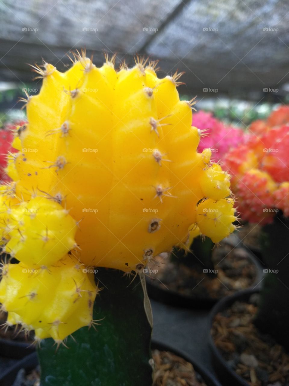 yellow cactus