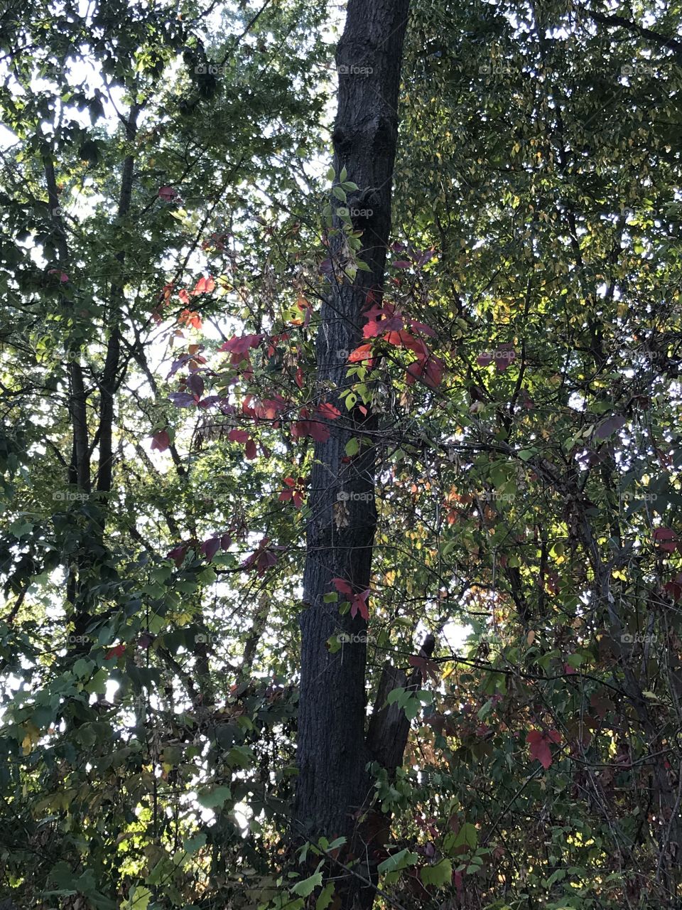 Beautiful fall evenings!