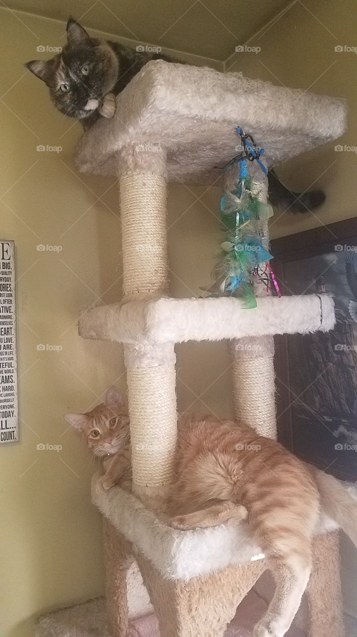 Cat tree