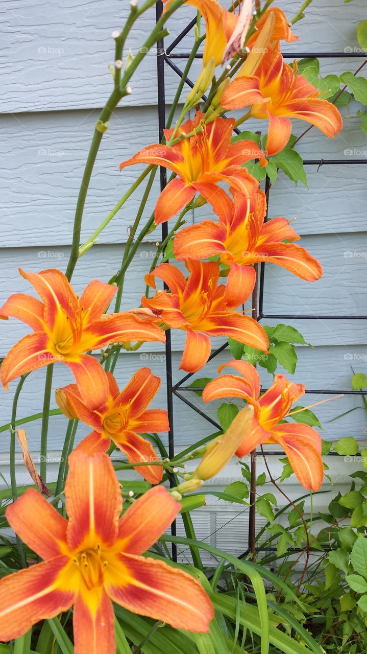 Orange Daylilies. My Aunt's beautiful daylilies