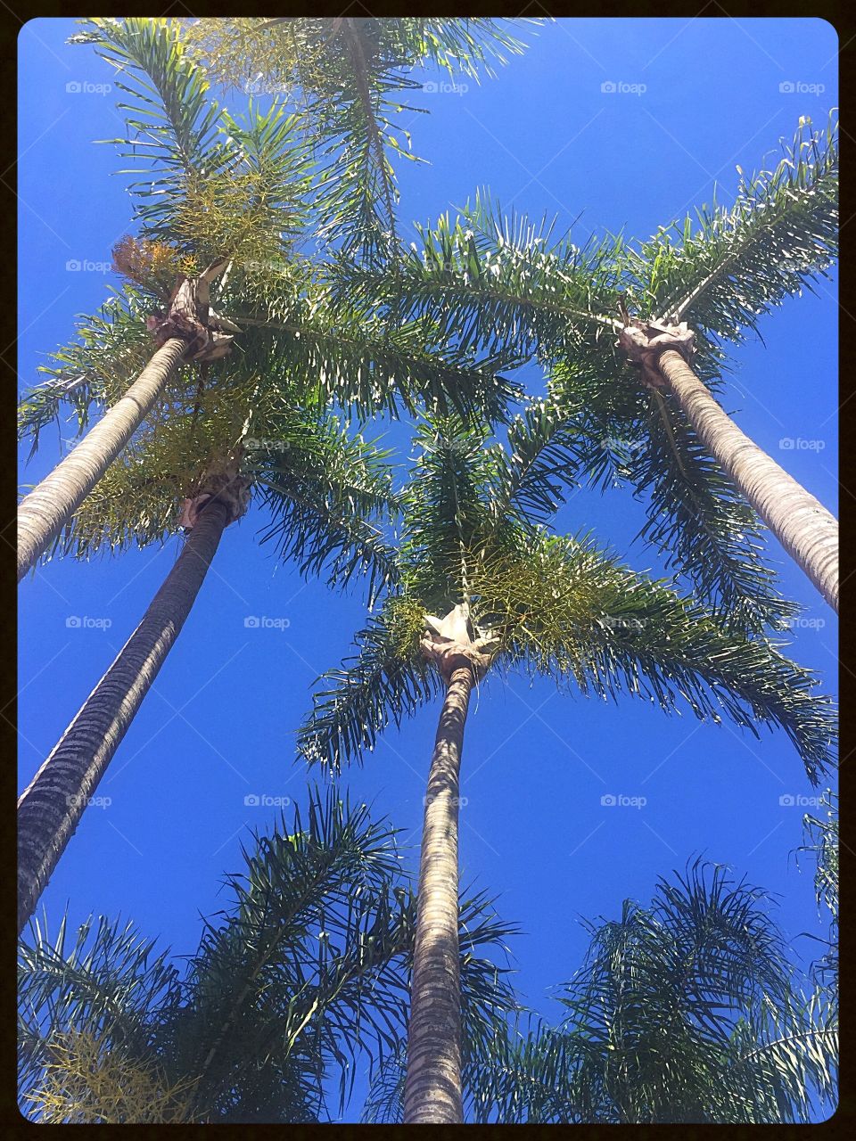 Palms getting the sky!!