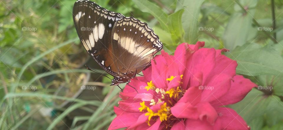 Beautiful butterfly on the flower