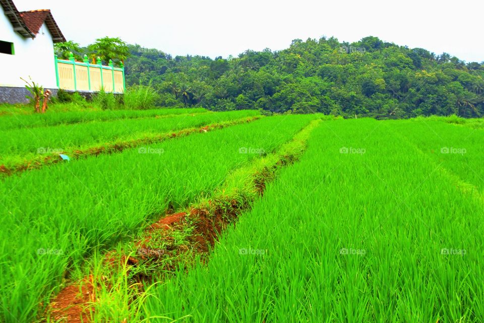graded rice fields
