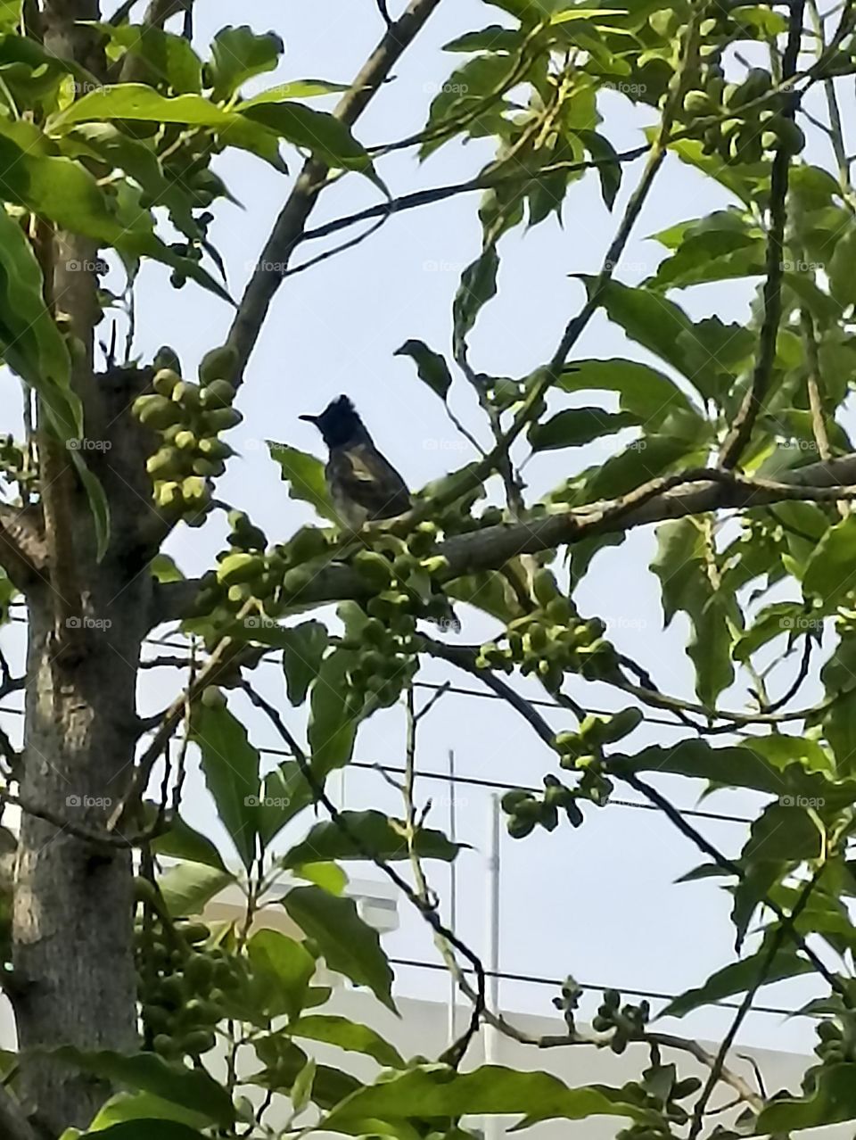 robin Hood with sharp beak trying to get some fruits from the tree