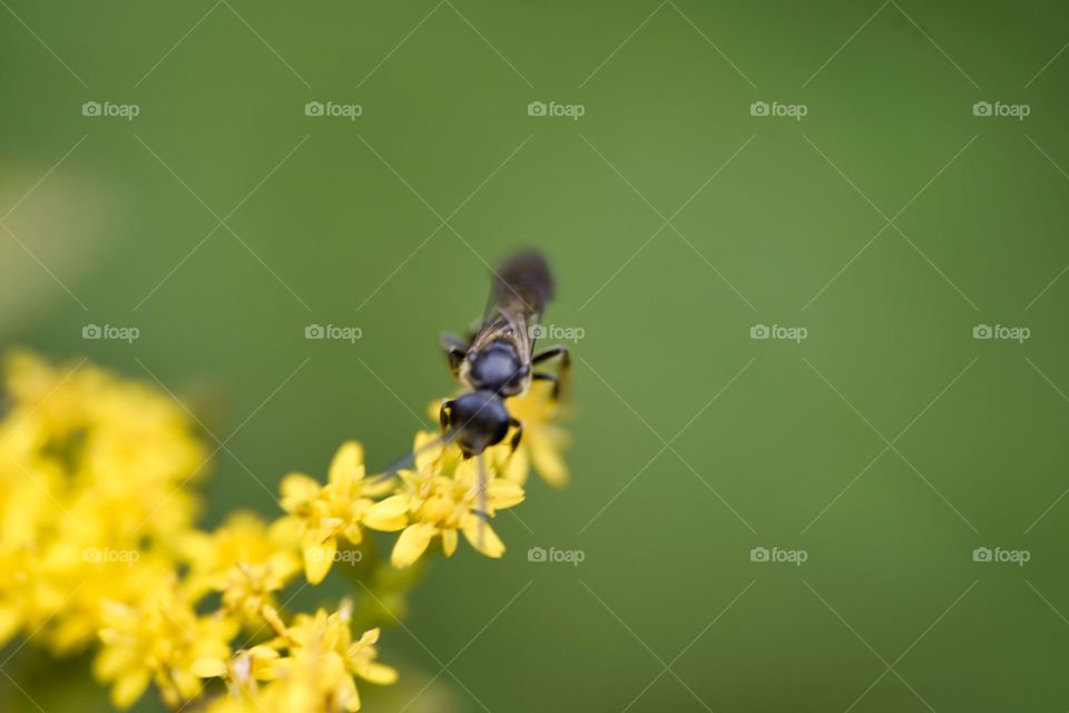 bee