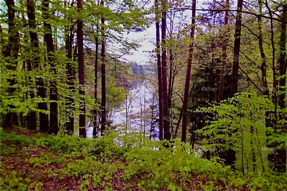 This idyllic view with its incredibly tall trees is to be seen in the “Bayerischer Wald”, the “Bavarian Forest” near the township of “Eging” by the “Eging Lake”, the “Eginger See”. 2024. Hypnotic Productions