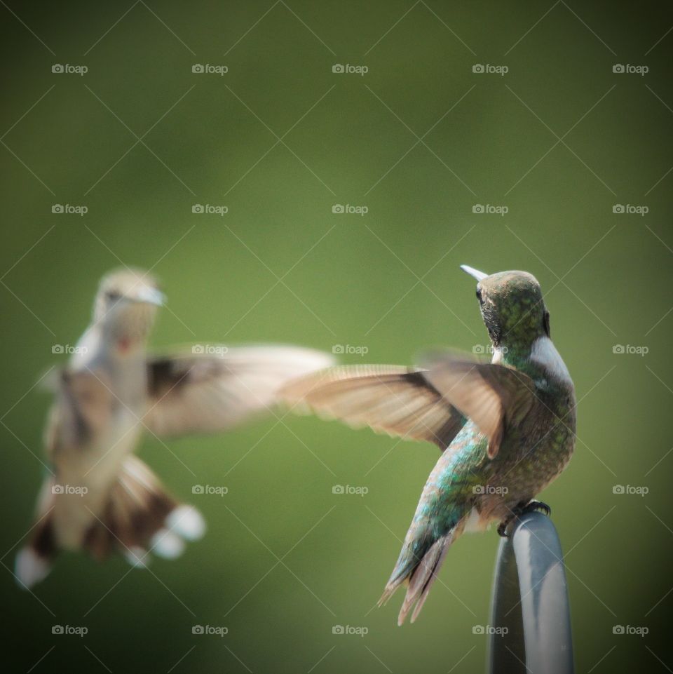 Territorial Male Hummingbirds. Fighting over a bird feeder in the Appalachian mountains