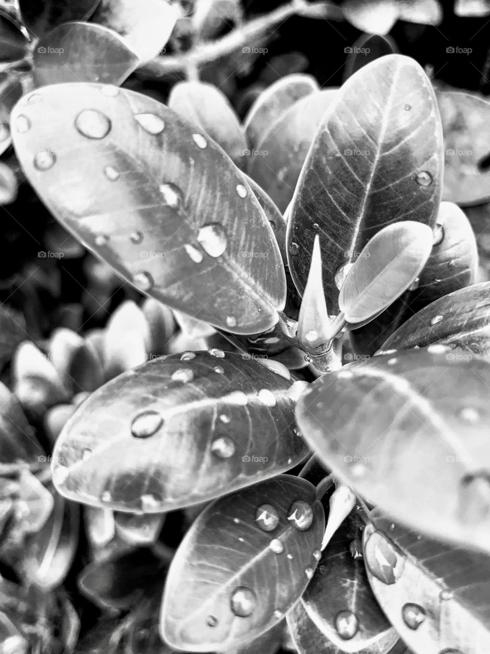 wet leaf in black and white