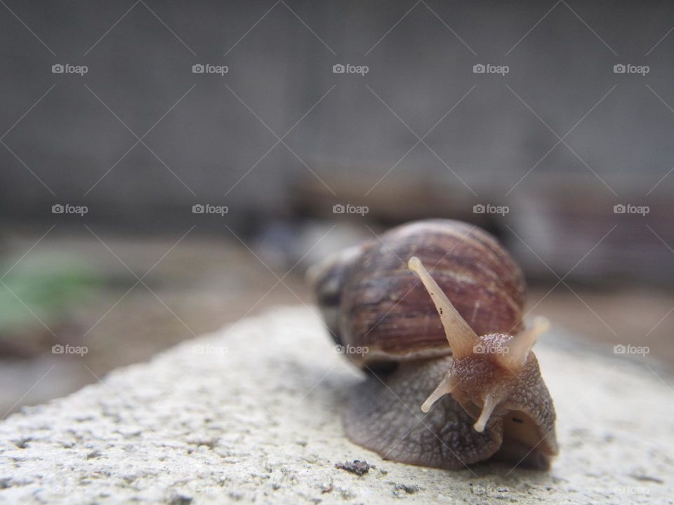 Close up of snail on cement