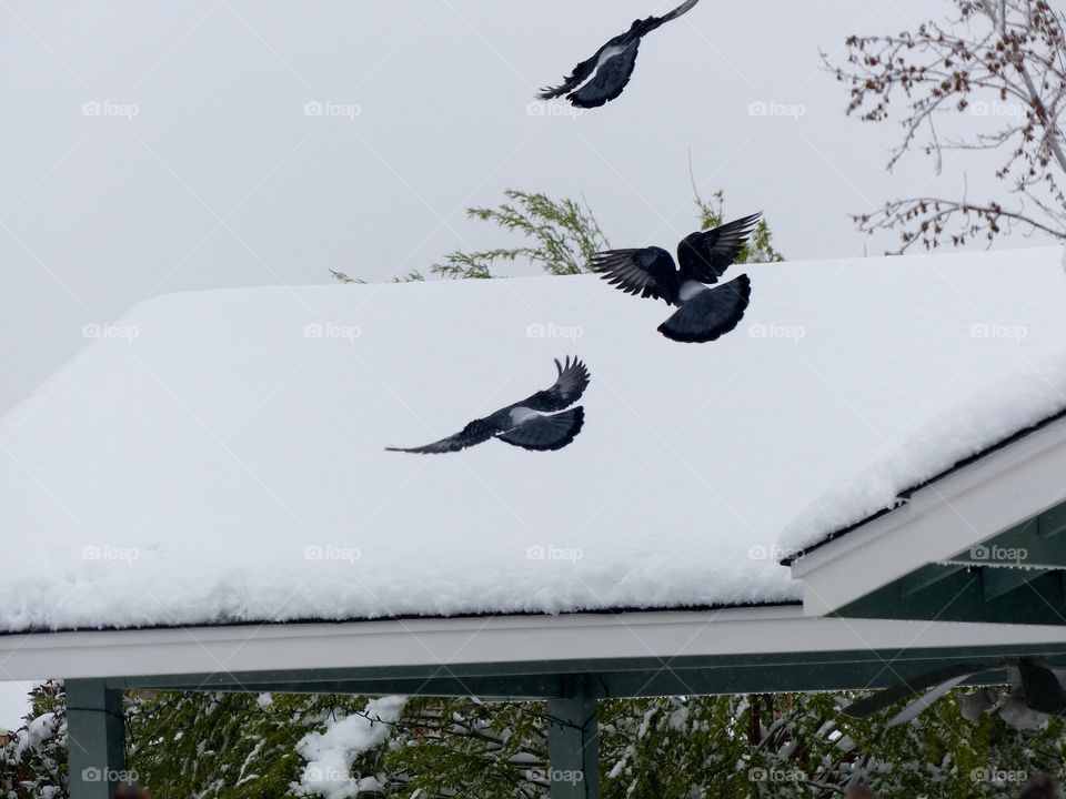 Pigeons flying around looking for food in the winter