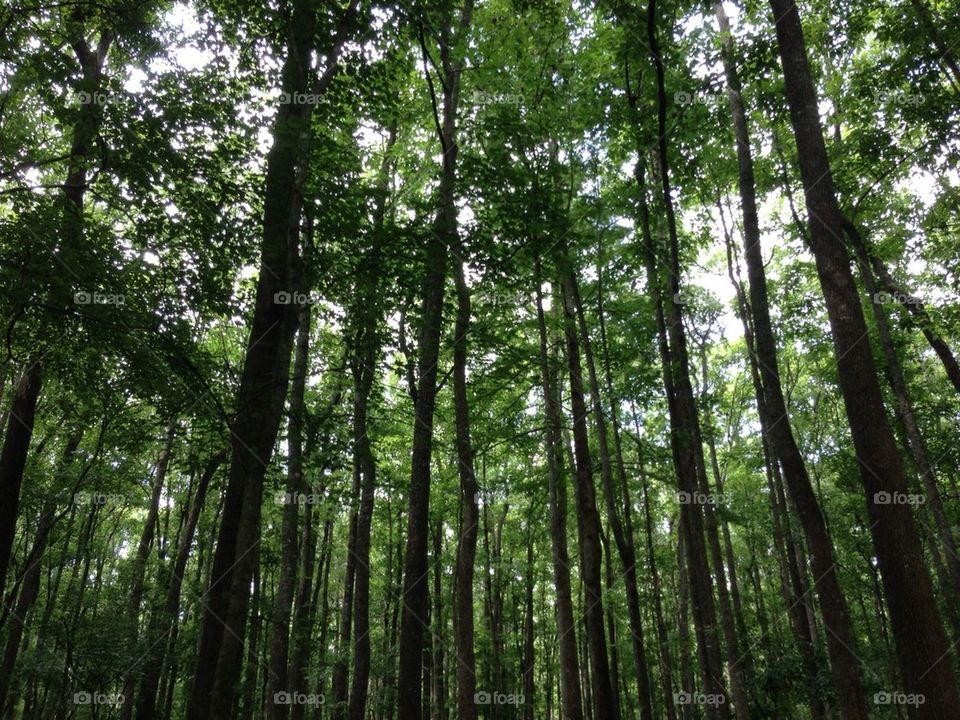 Savannah Forest