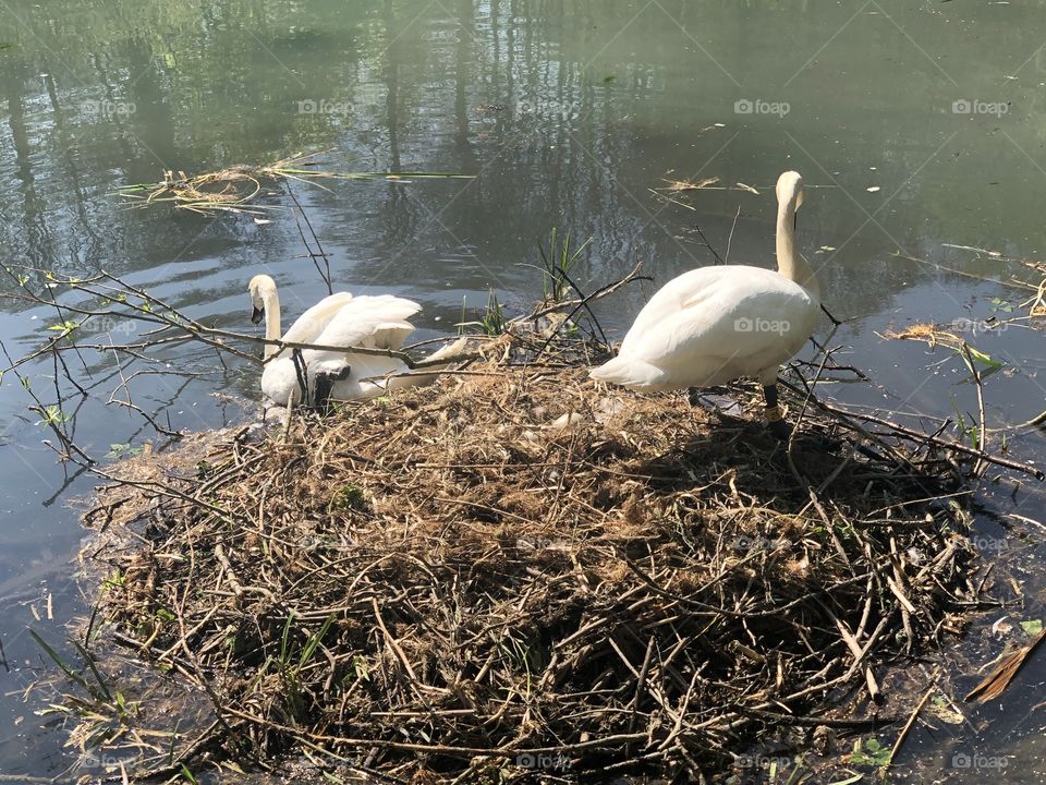 Parents looking after there eggs , nest in the lake