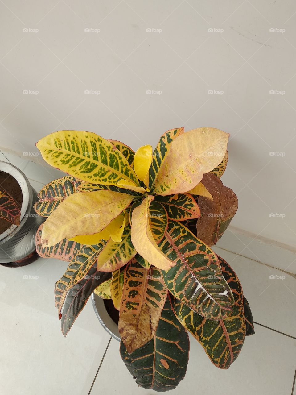 which is this plant ??