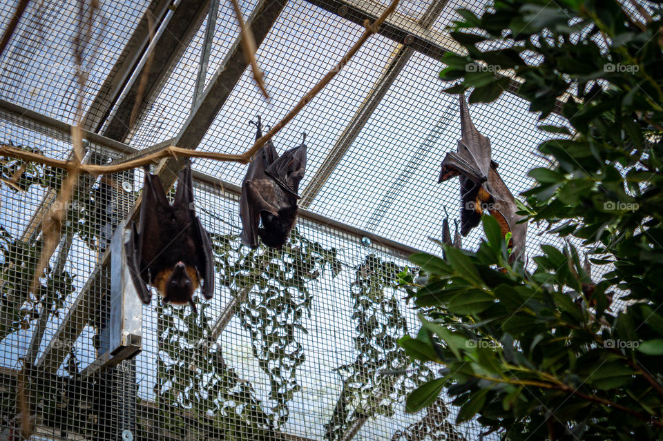 Three bats hanging in a greenhouse facing camera close-up
