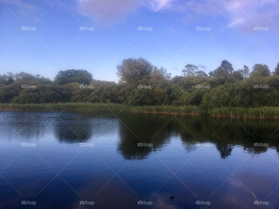 Blue sky and trees reflected in Bury Lake at Rickmansworth Aquadrome, Hertfordshire 