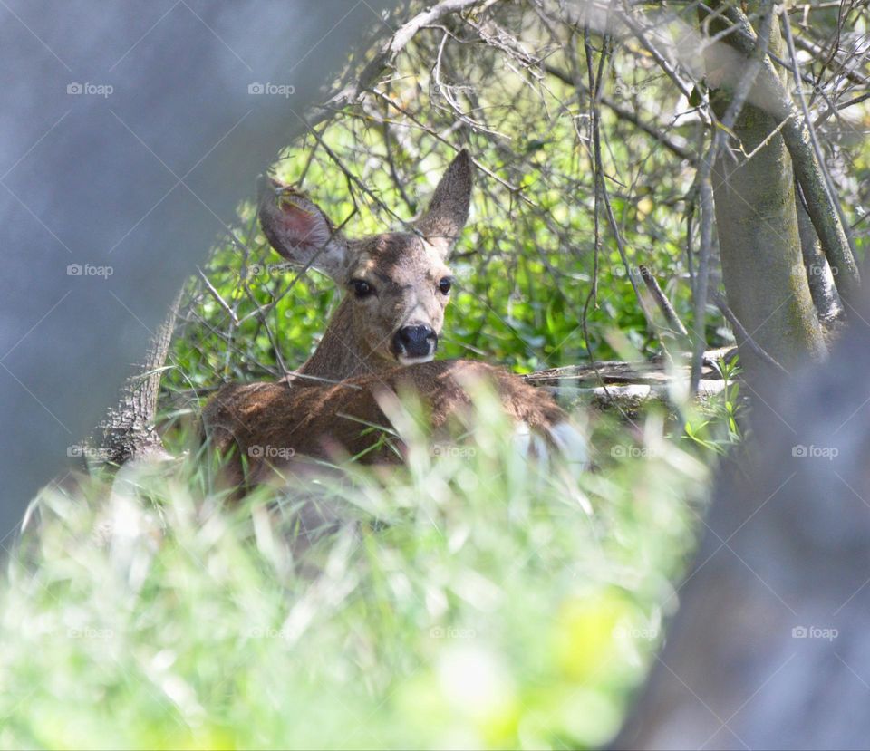 On a nature hike in the city of Fair Oaks watching the wildlife feed.