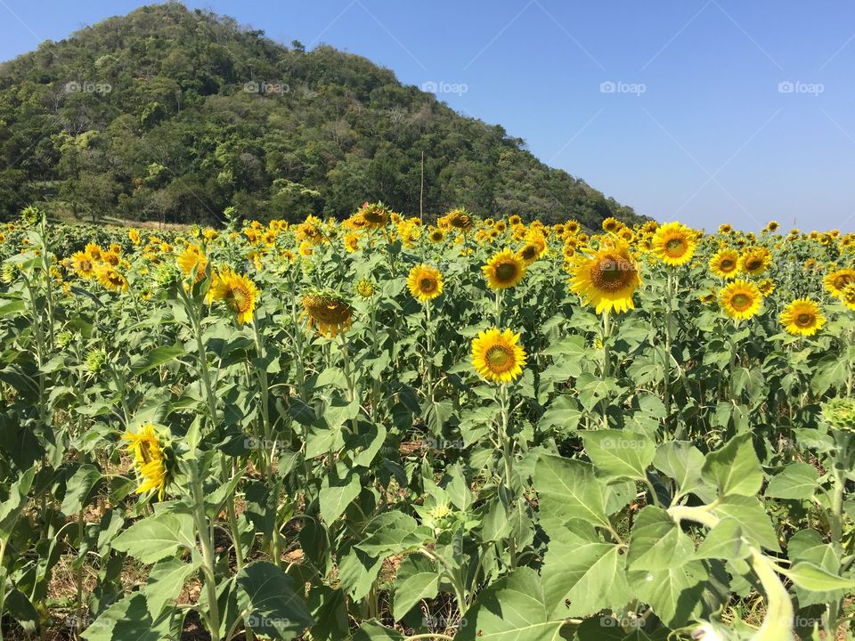 Sunflowers. Sunflower fields in Northen Thailand