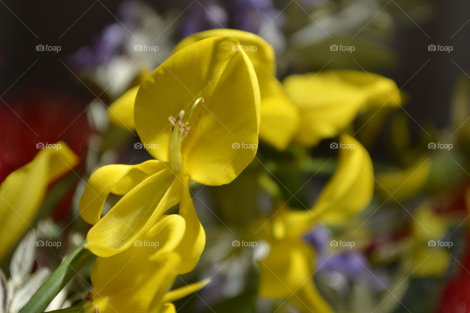 Spring yellow flower