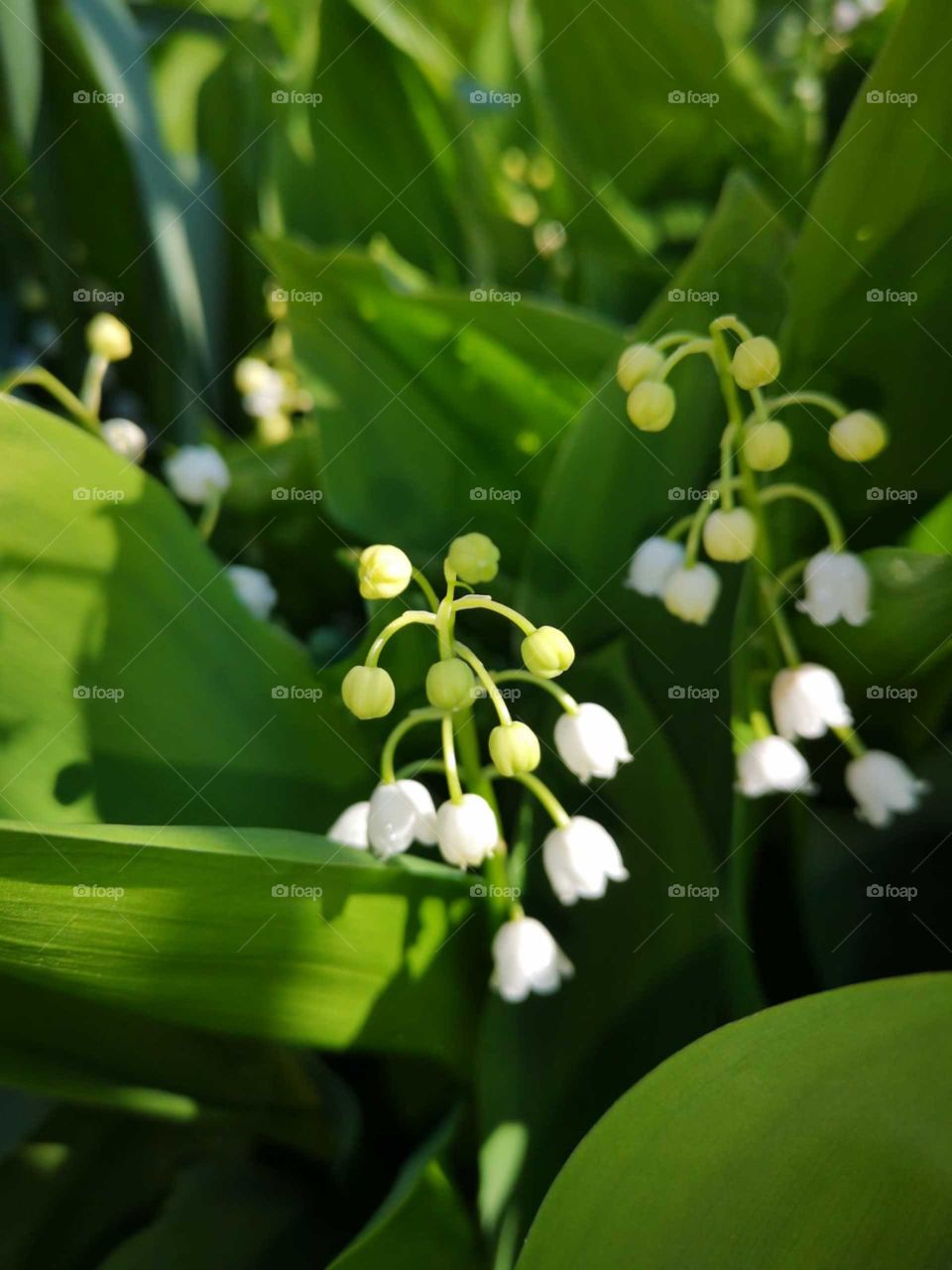 Lily of the valley