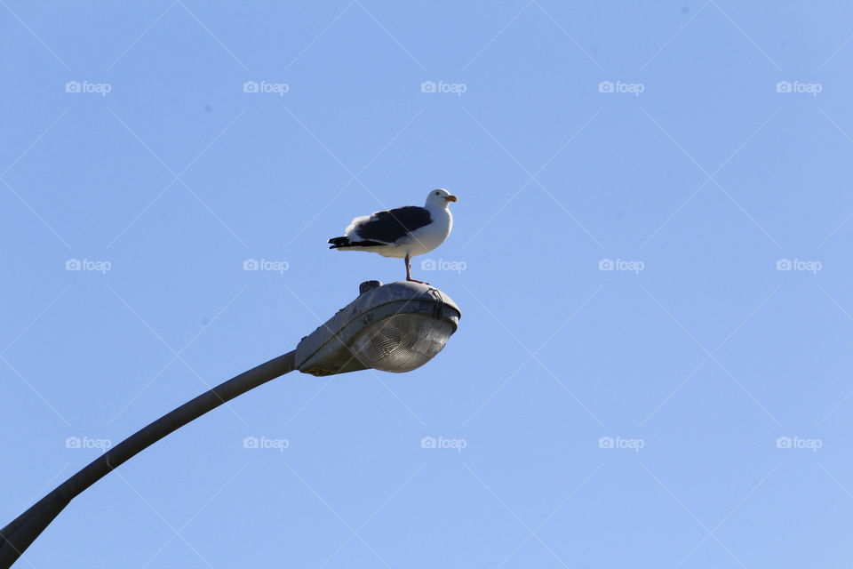 Siegel standing on the line post