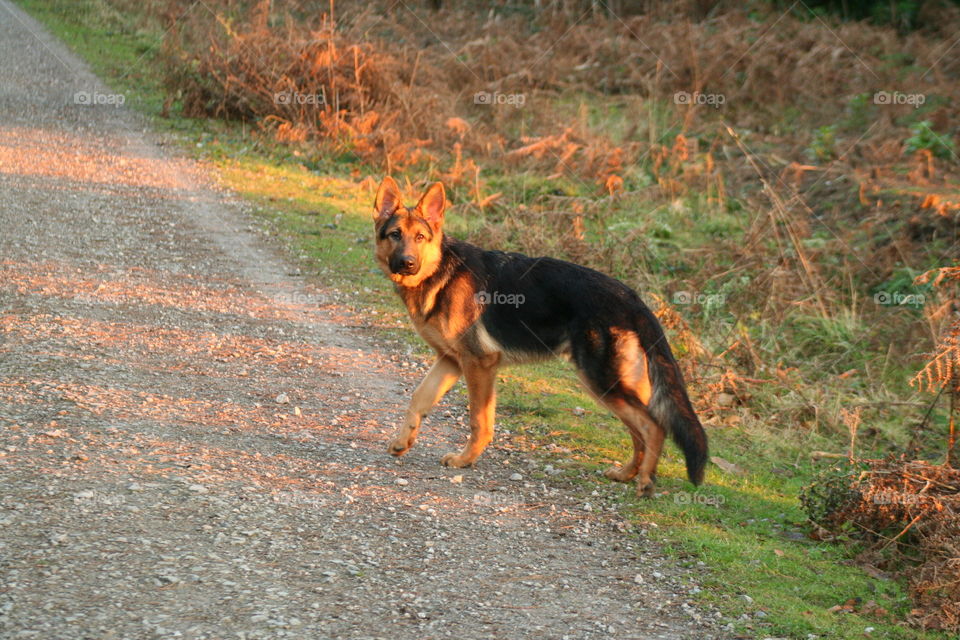 German shepherd dog at sunset in the wood woodland setting