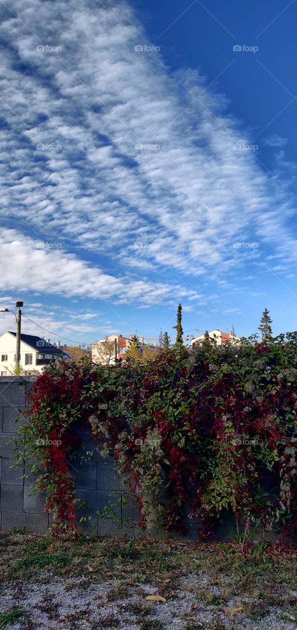 Funny Clouds @Blue Sky, Ivy and Wine