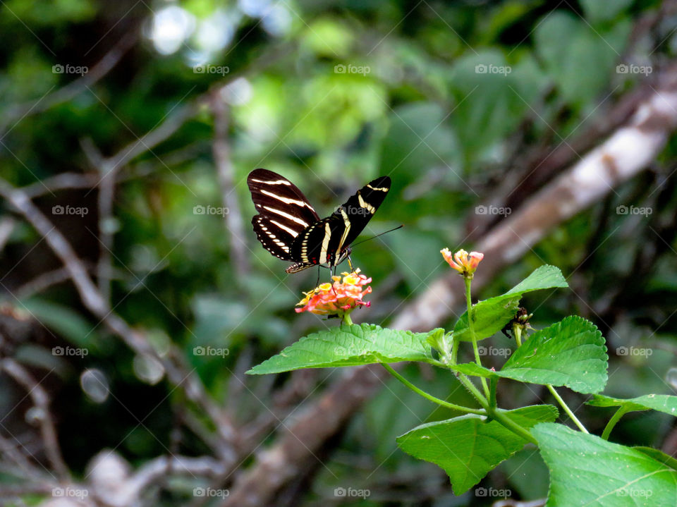 zebra butterfly