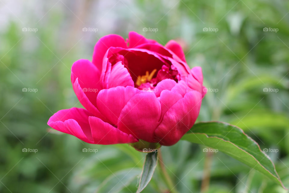 Peony, peonies, roses, pink, red, white, flowers, bouquet, summer, sun, nature. Landscape, still-life, village, flowerbed, plant, vegetation, grass, decor, fluffy, fluffy flowers, bulk flowers, plush flowers, petals, buds, leaves