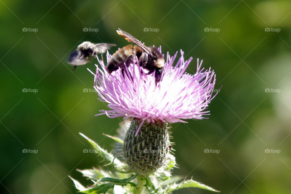 bee on a flower
