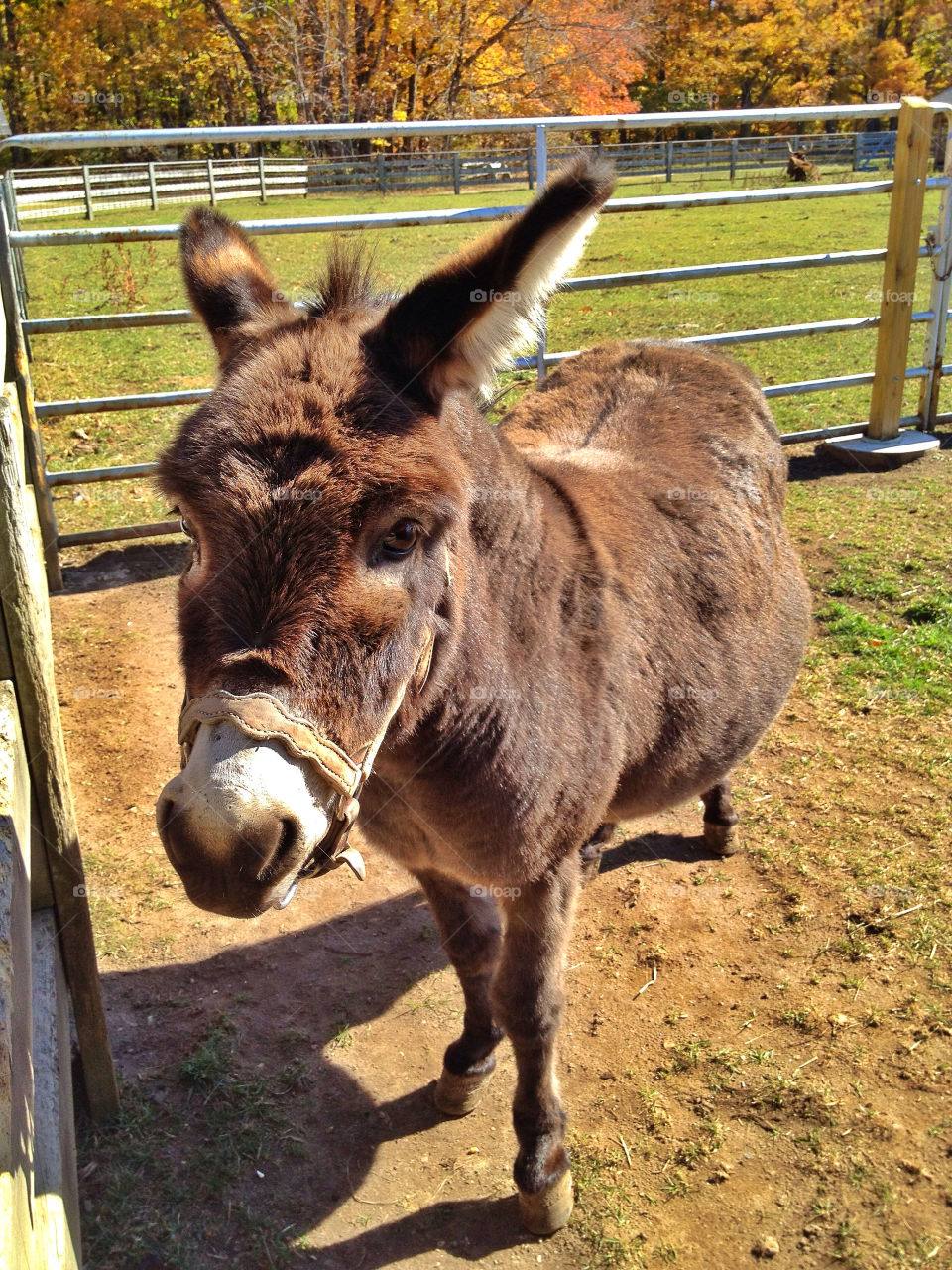 nature grass fence tree by somebeach