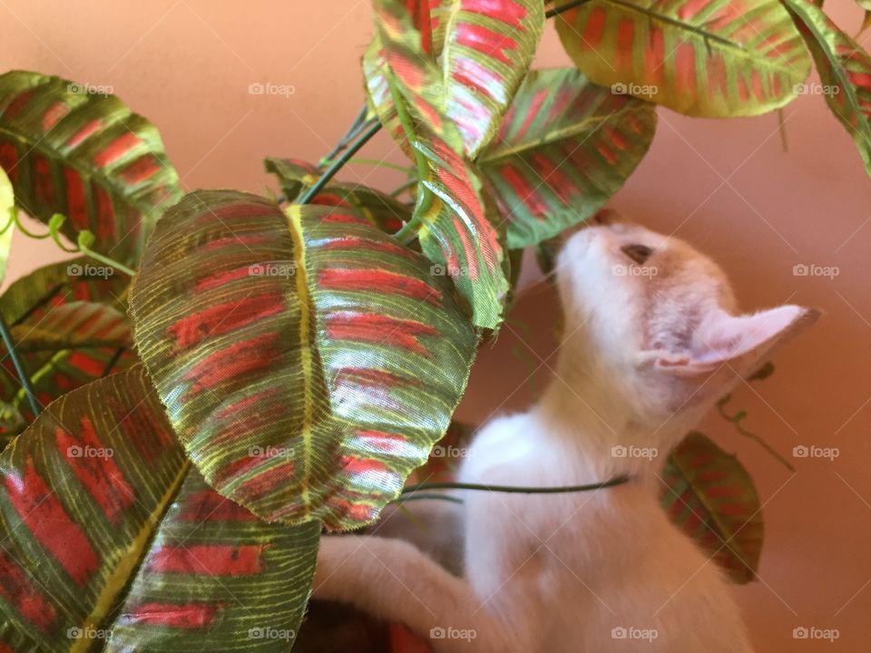 My little white cat loves plants