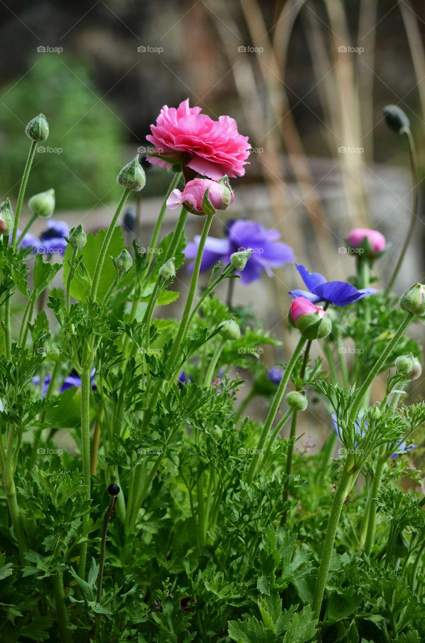 spring flowers