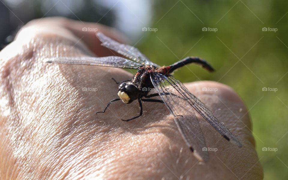 Dragonfly on my hand