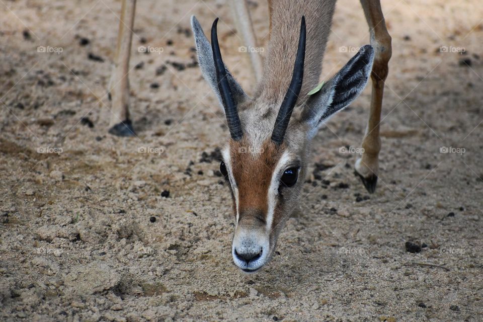 Close up head of gazelle