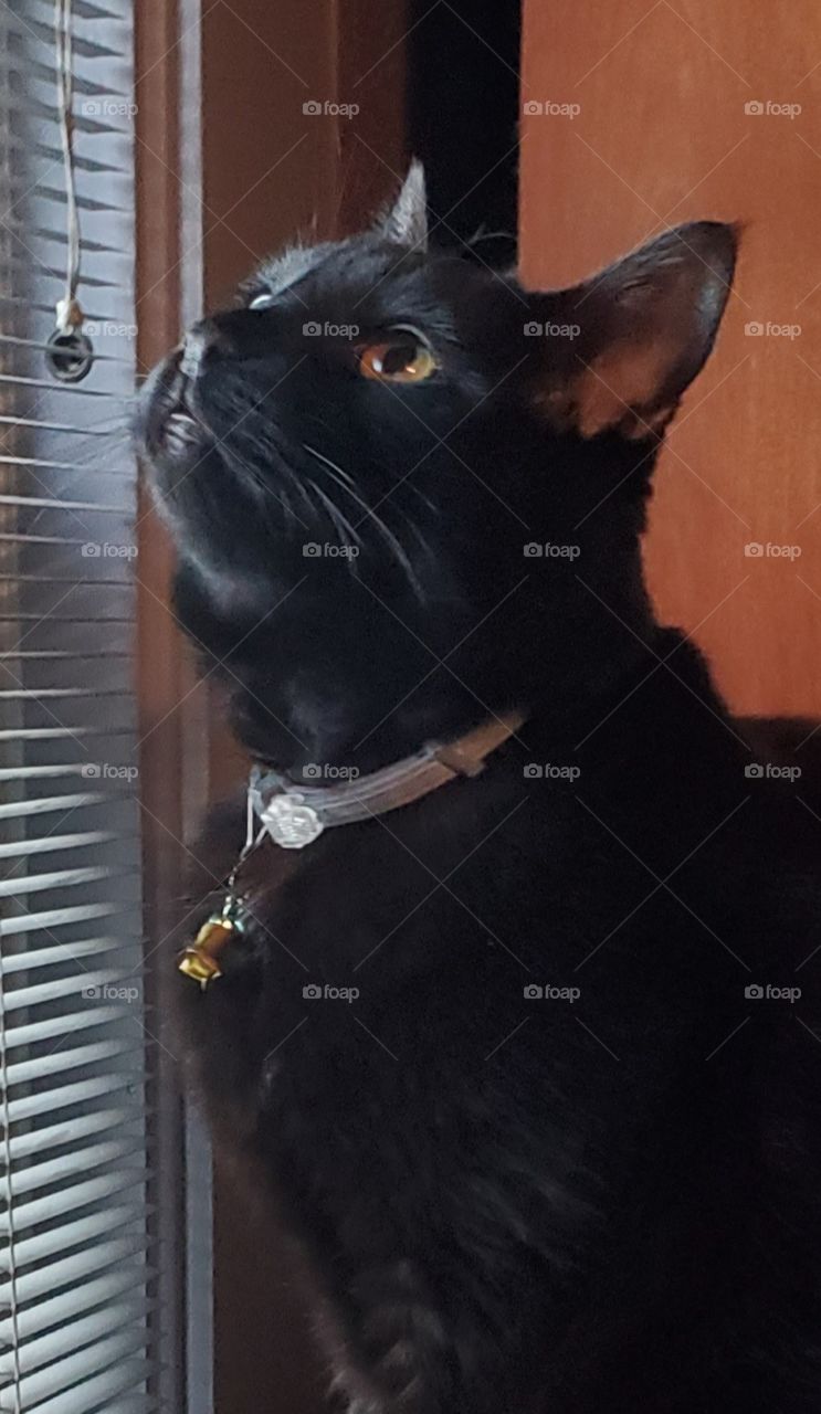 Black cat portrait, looking up, collar with bells, window light, green eyes🐾