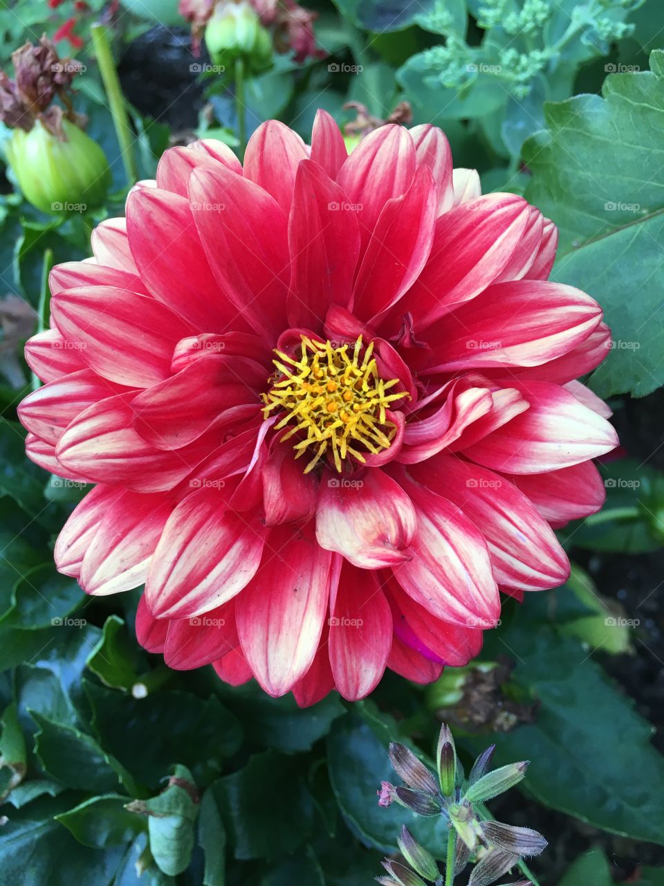 Light red dahlia