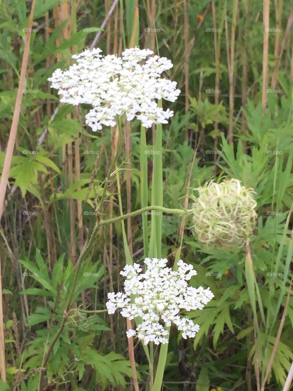 Queen Anne’s lace