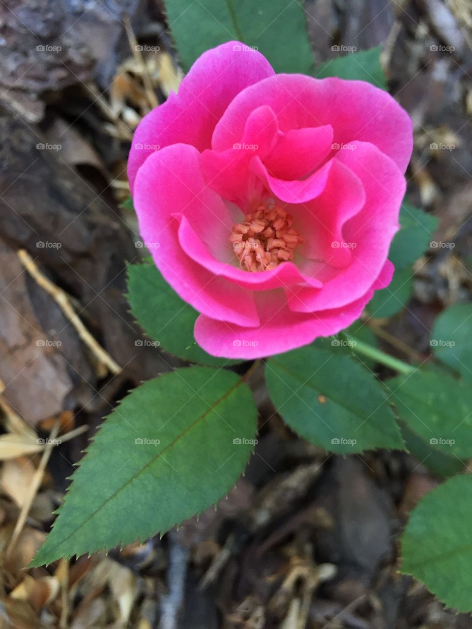 Close up vibrant pink flower 🌸