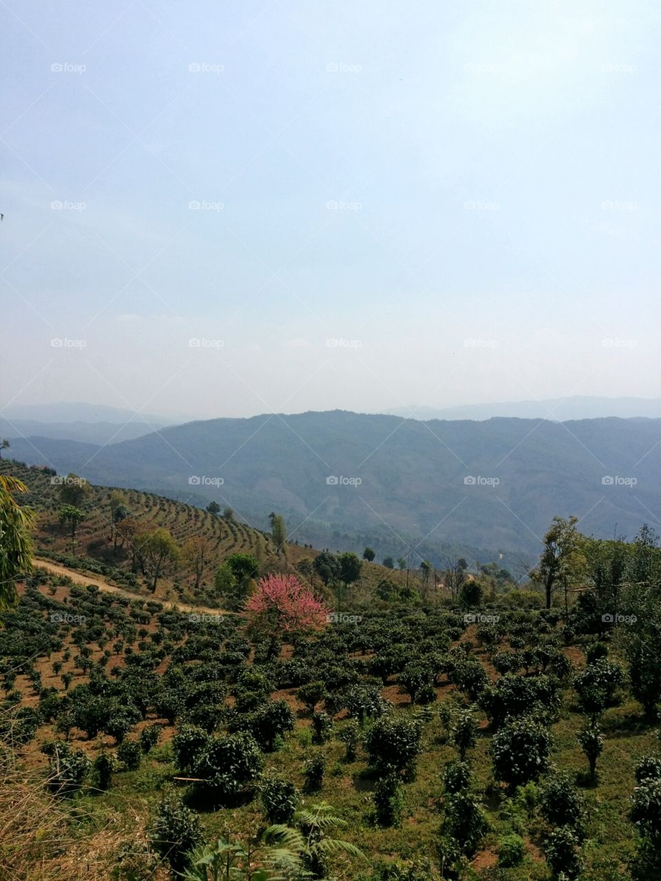 Puer Tea Country Bulang Mountain Yunnan Burma border Xishuangbanna China