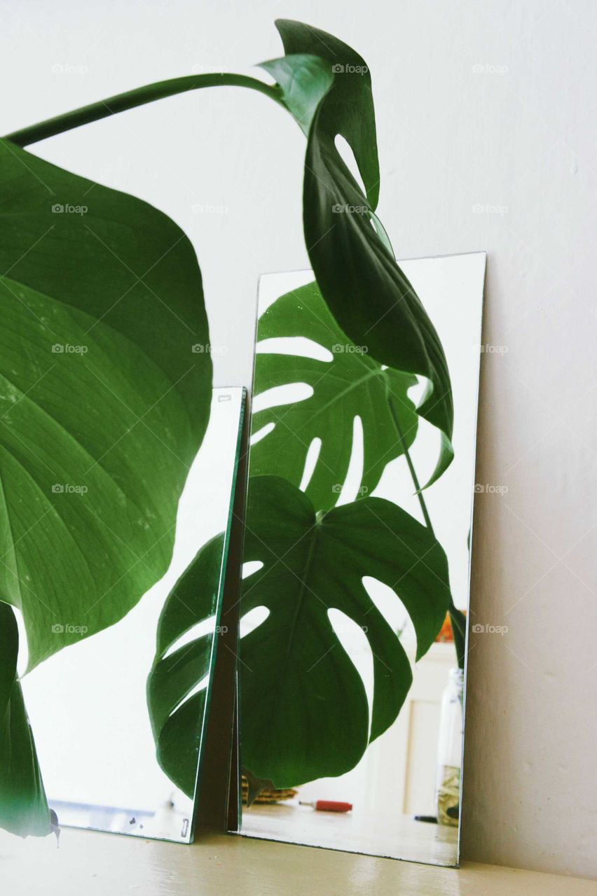 Monstera Deliciosa