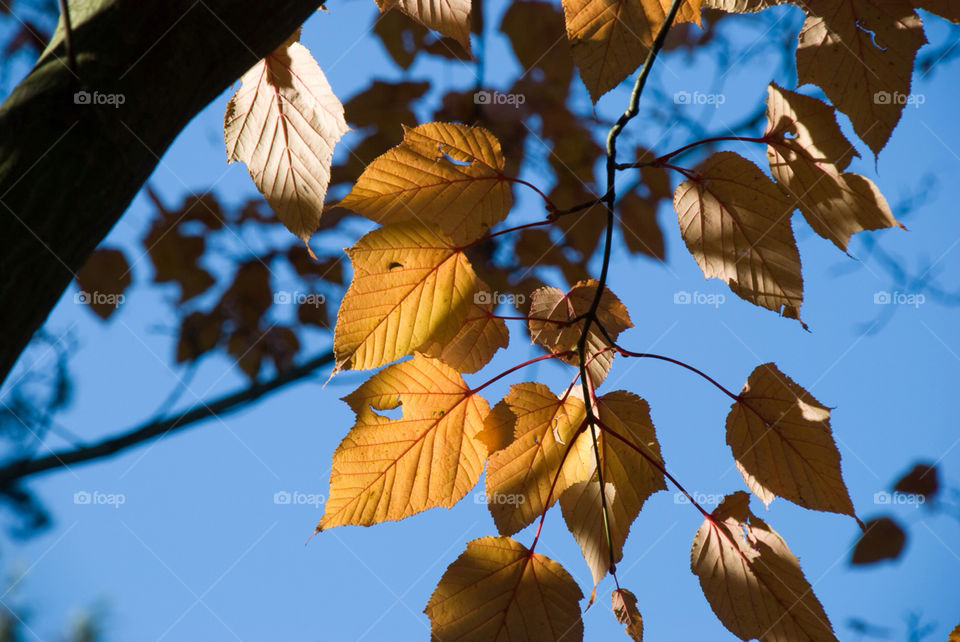 tree sunny leaf fall by jbdc