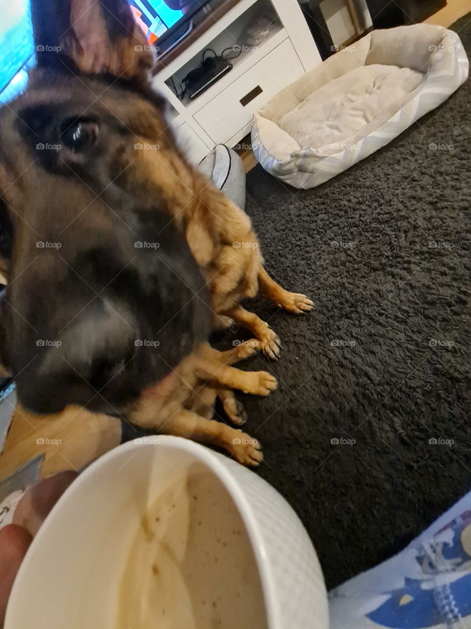 When Dads got Coffee and the Puppies want some!!!... ohh please dad I'm being so good!!