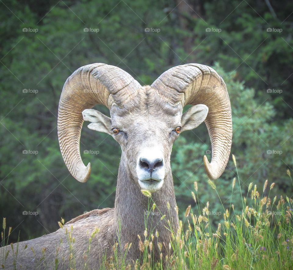 Bighorn Sheep 