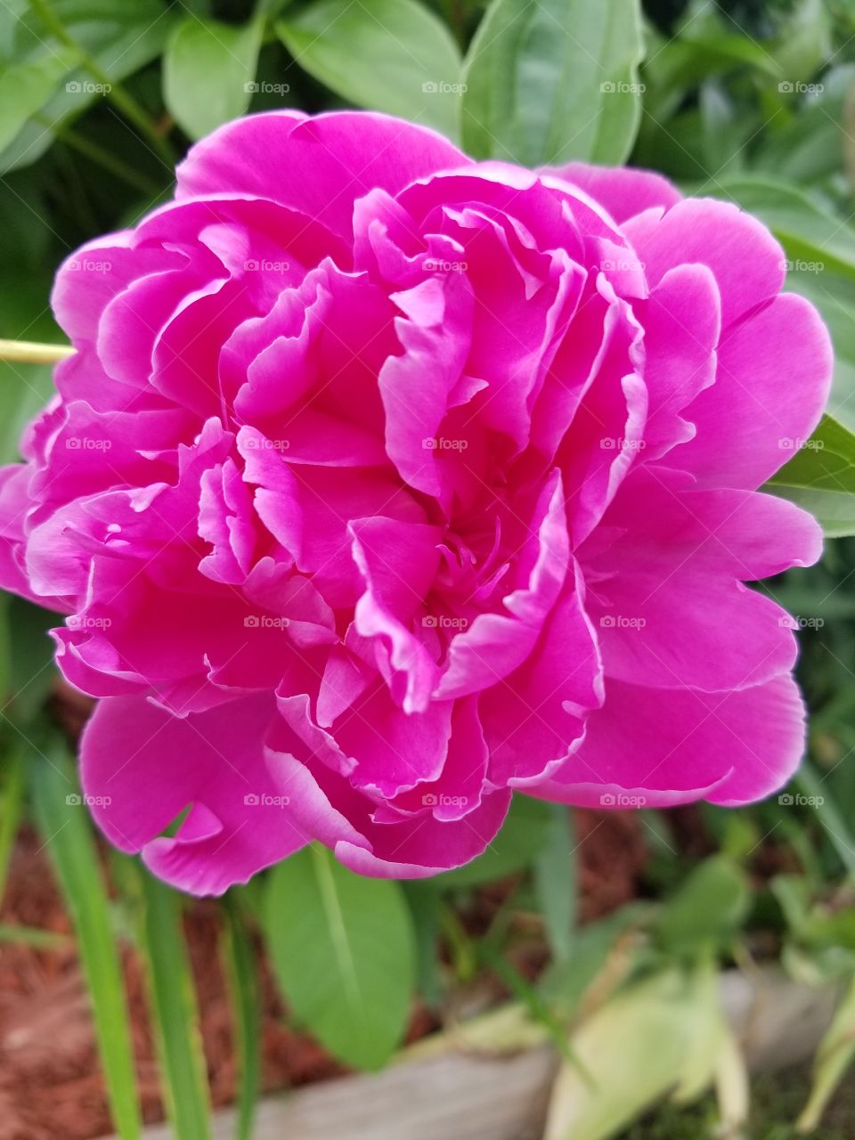 Peonies