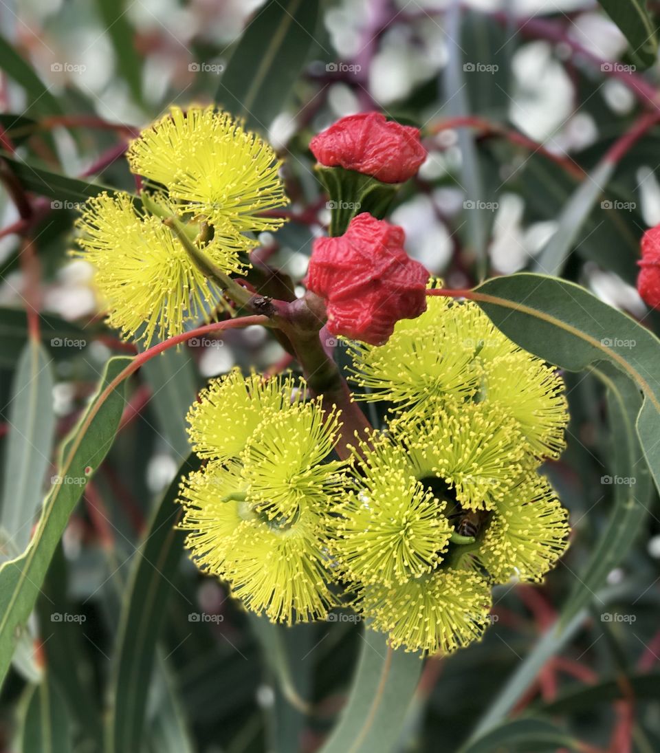 Colourful Australian Native flowers in full bloom
