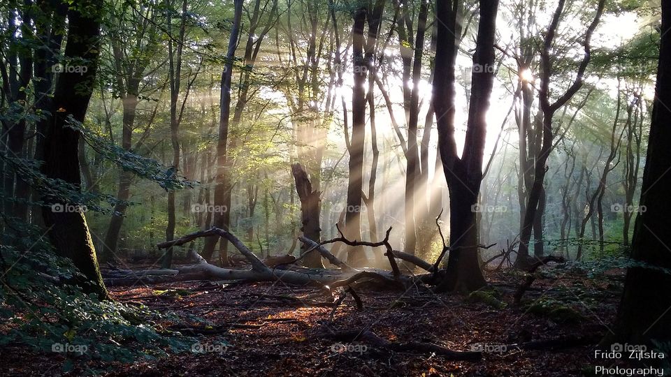 the oldest forest in the Netherlands, the Speulderbos provides scenery for superb photography. enjoy yor visit!