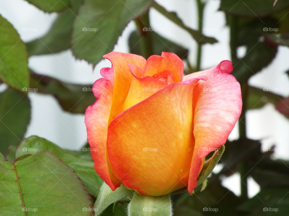 Beautiful Rose Bud