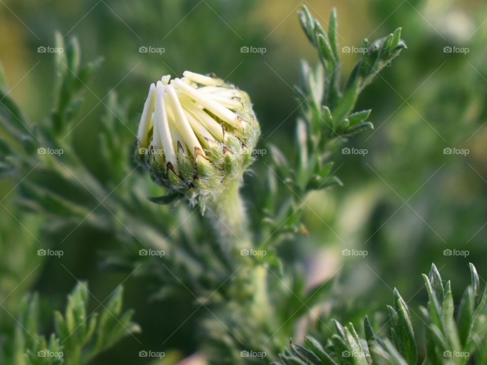 wild closed flower