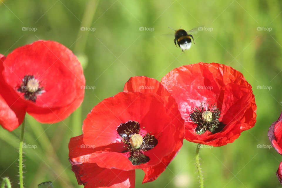 Poppy, bee wandering on which one to land!